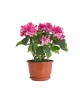 House Plant Sample 9